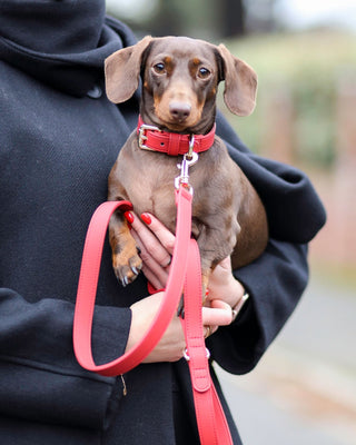 Just Red Lead - Darla & Co