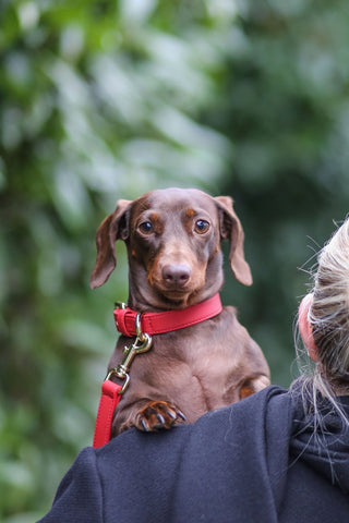 Just Red Collar - Darla & Co