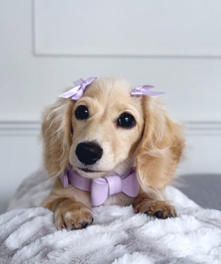 Lilac Cloud Collar ☁️ - Darla & Co