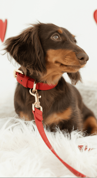 Just Red Collar - Darla & Co