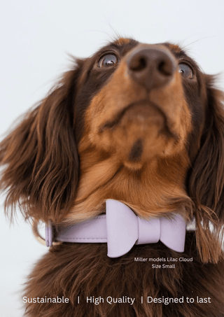 Lilac Cloud Collar ☁️ - Darla & Co