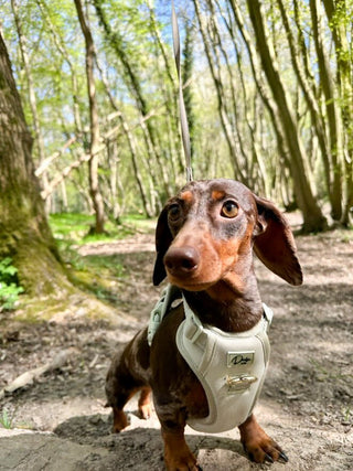 Complete Comfort Harness Pistachio - Darla & Co