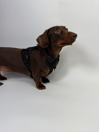 Complete Comfort Harness Onyx