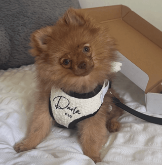 Bouclé Adjustable Harness & Bow - Darla & Co