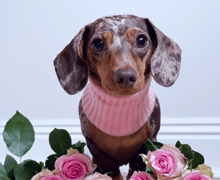 Merino wool Snood - Darla & Co