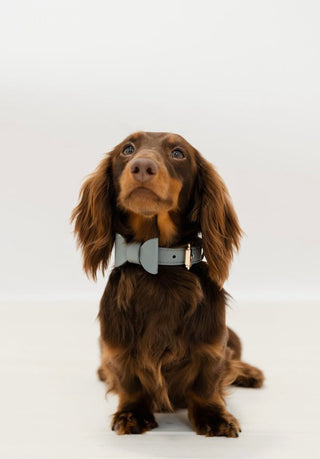 Bachelor Blue Collar - Darla & Co